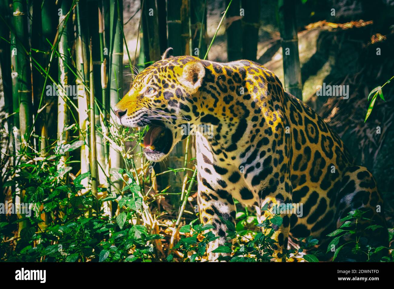 Image of a jaguar on nature background. Wild Animals Stock Photo - Alamy Image of a jaguar on nature background. Wild Animals Stock Photo - Alamy