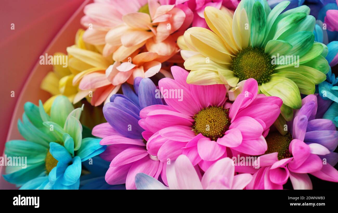 Rainbow Daisies. Rainbow Flower. Bouquets of blossom rainbow flowers