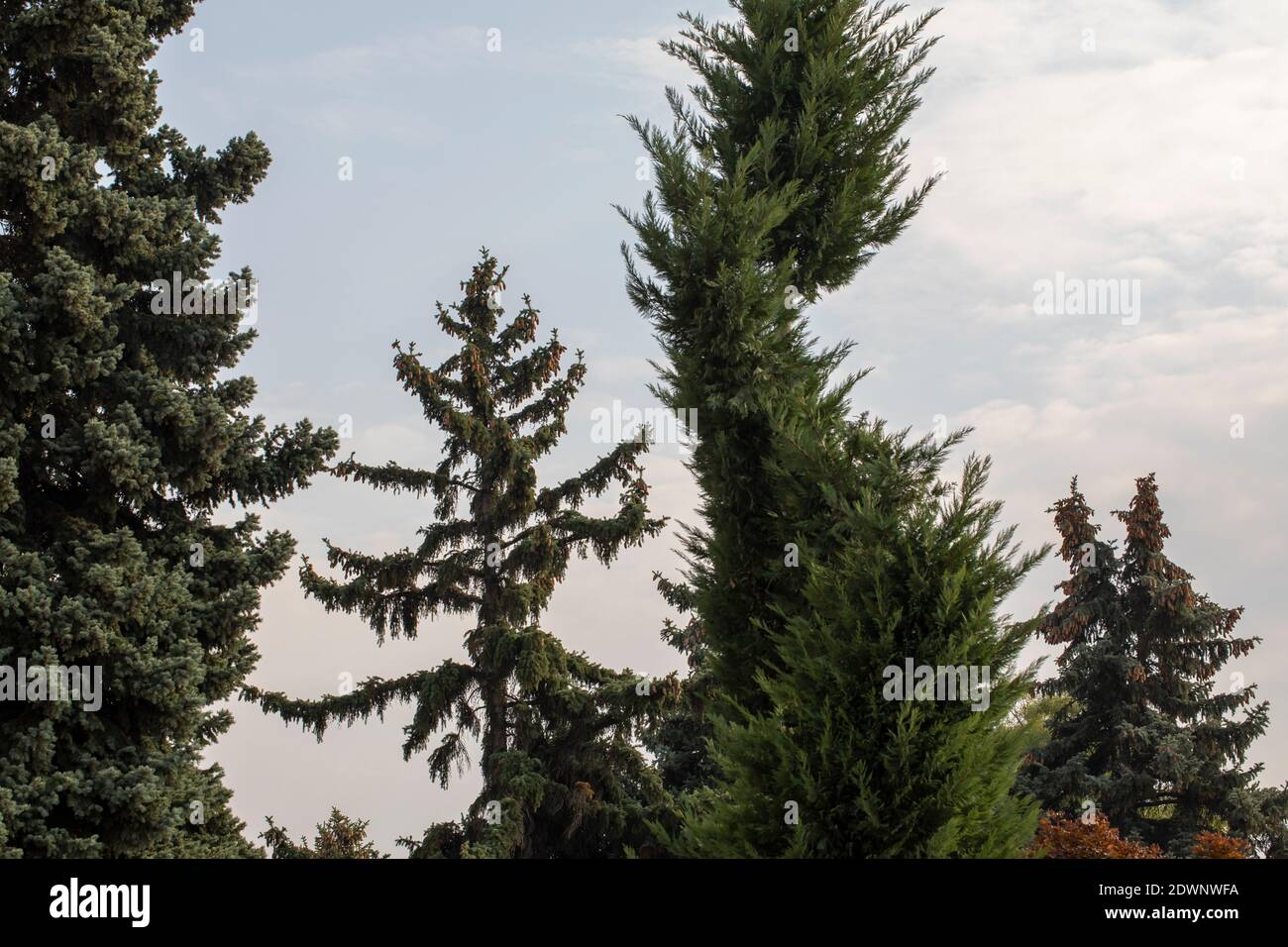 Pine Tree and Christmas Concept Stock Photo Alamy