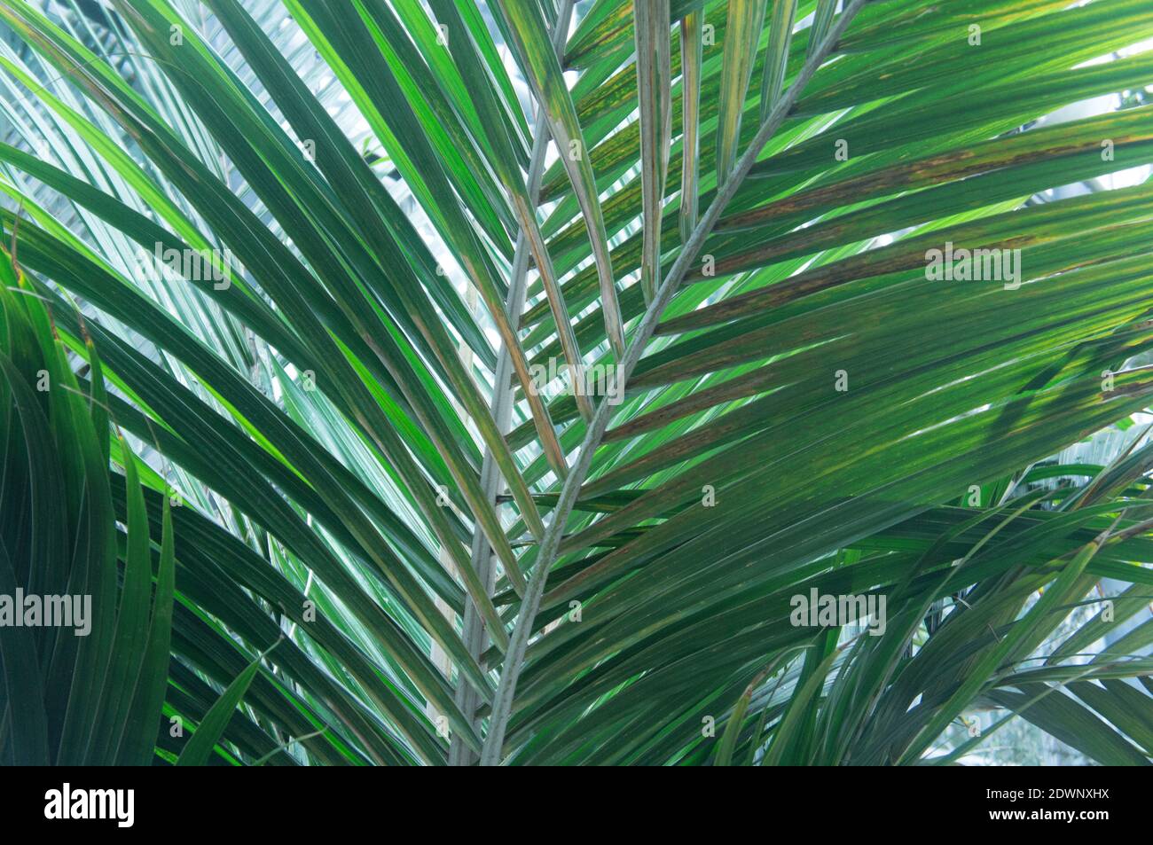 Thin green leaves hi-res stock photography and images - Alamy