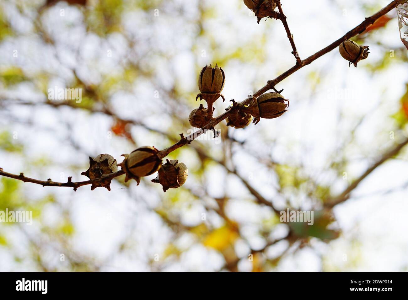 Low hanging branch head hi-res stock photography and images - Alamy