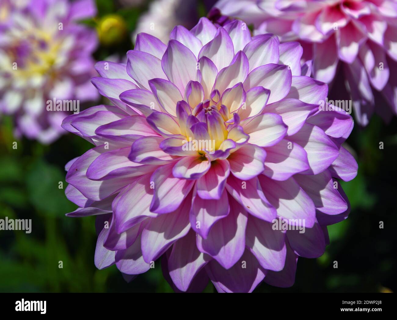 Close up of beautiful Violet coloured Dahlia bloom with natural lighting and out of focus background . Stock Photo