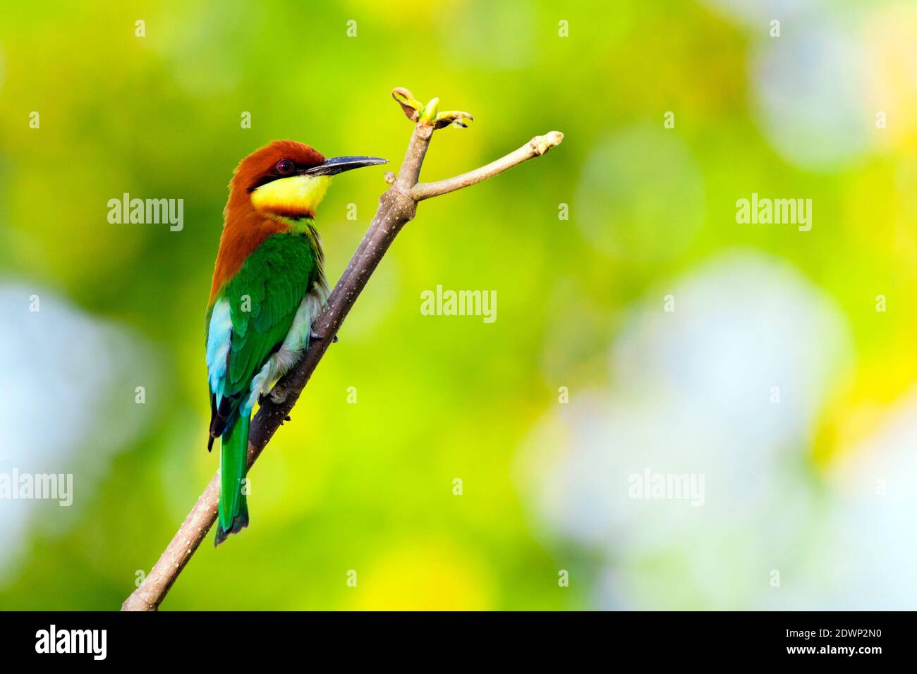 Image of bird on the branch on natural background. Wild Animals. Chestnut-headed Bee-eater (Merops leschenaulti) Stock Photo