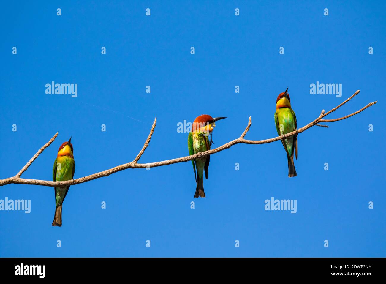 Image of bird on the branch on sky background. Wild Animals. Chestnut-headed Bee-eater (Merops leschenaulti) Stock Photo