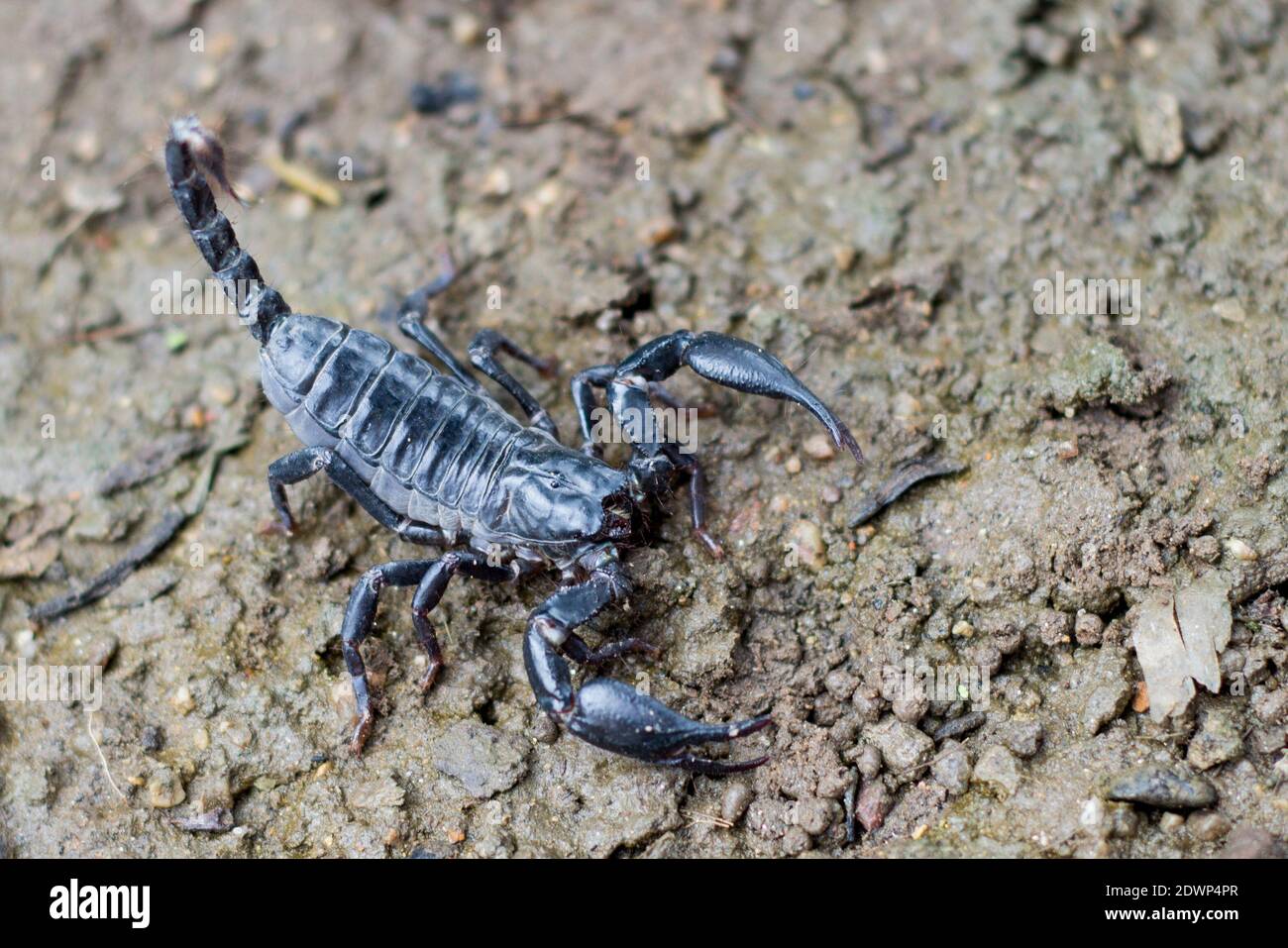 Image of scorpion on the ground. Animals. Insect. Stock Photo