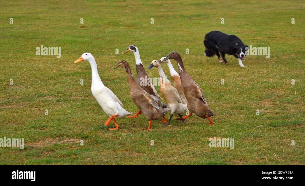 Border Collie Dog herding Indian Runner Ducks. Stock Photo