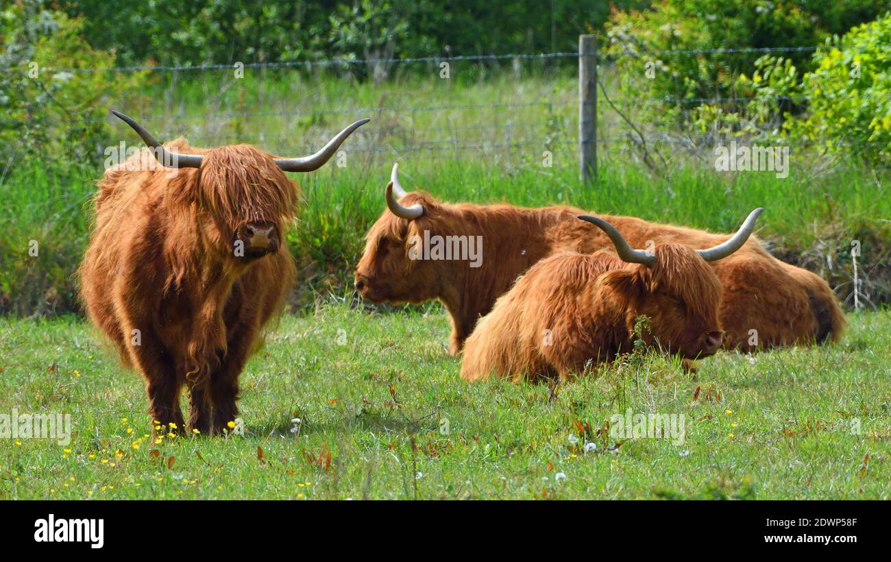 Highland cattle in hires stock photography and images Alamy