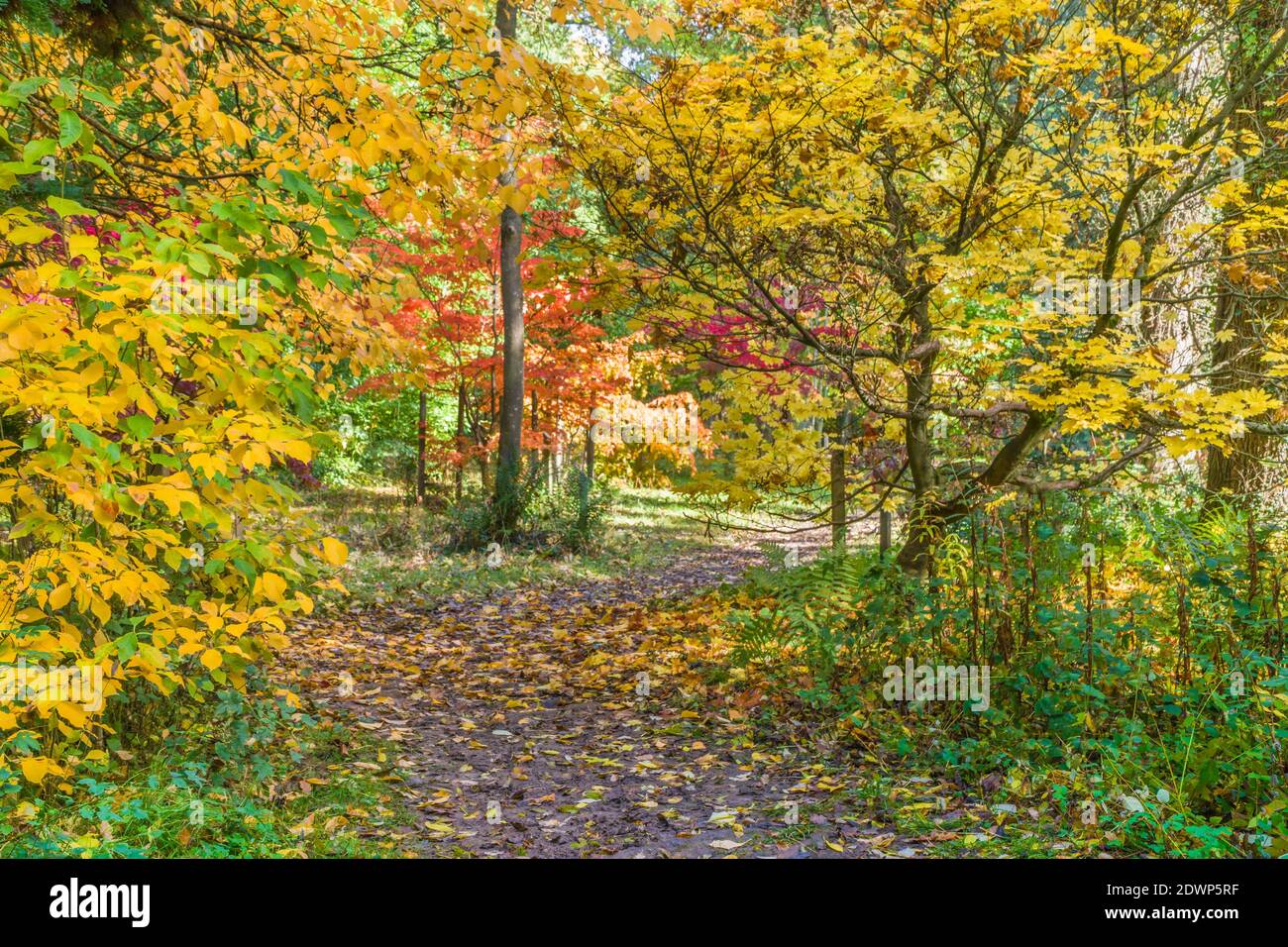 Autumn Colours at Queenswood country Park and arboretum , Herefordshire UK. October 2020 Stock Photo