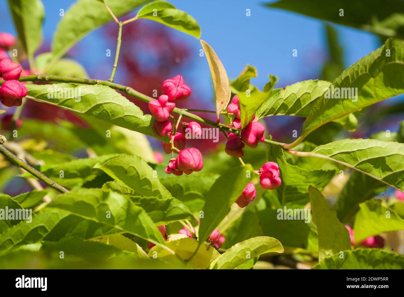 Chinese Spindle (Euonymus hamiltonianus). Queenswood Arboretum Hereford Herefordshire UK. October 2019 Stock Photo