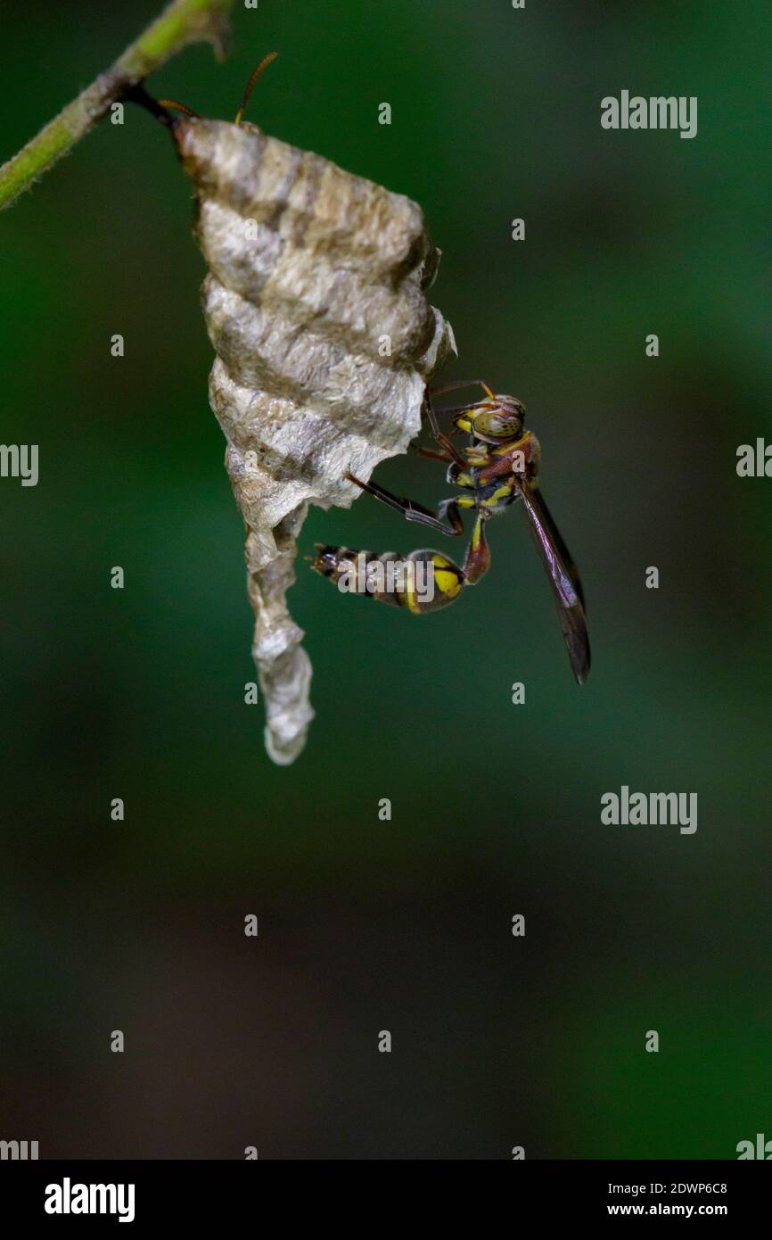 Image of a small brown paper wasp (Ropalidia revolutionalis) and wasp nest on nature background. Insect Animal Stock Photo