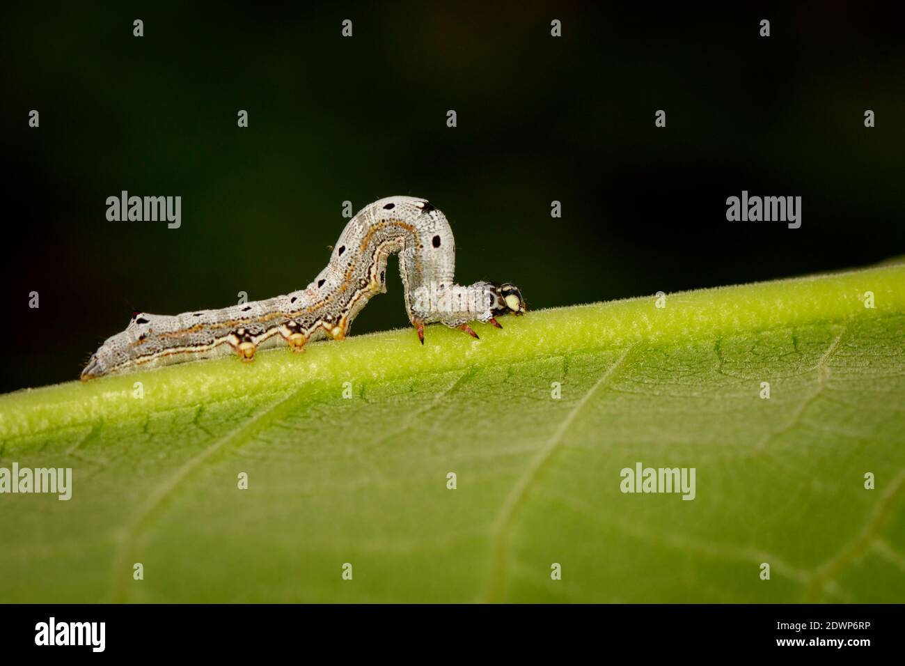 Image of Worms (caterpillars) on green leaf. Insect. Animal. Stock Photo