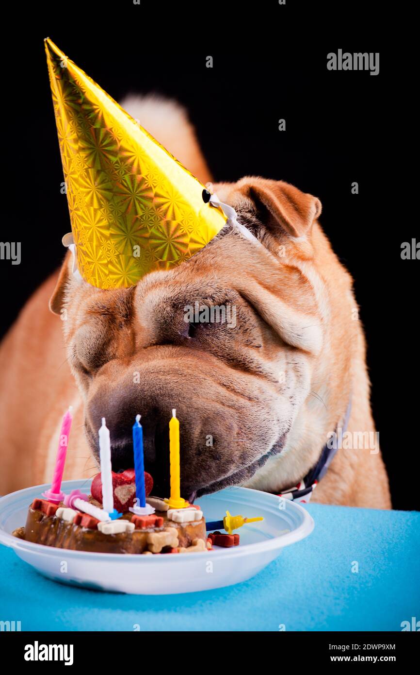beautiful sharpei dog celebrating birthday Stock Photo