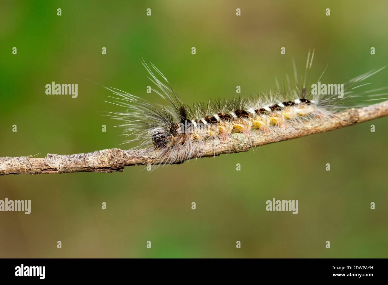 Hairy worm hires stock photography and images Alamy