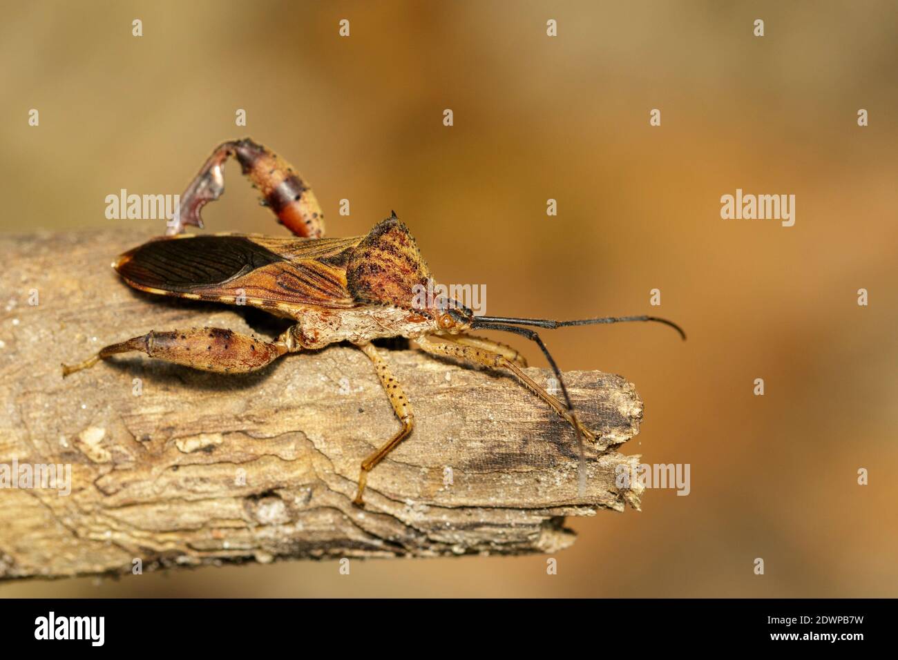 Image of Groundnut Bug, Acanthocoris sordidus (Coreidae) on dry branches. Insect Animal. Stock Photo