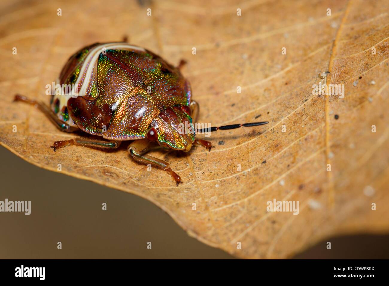Image of beetle ladybird (Hippodamia variegata) on a brown leaf. Insect.  Animal. Stock Photo