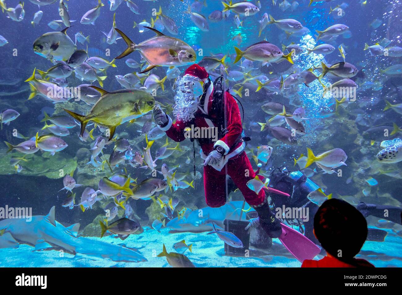 Kuala Lumpur, Malaysia . 23rd Dec, 2020. A scuba diver dressed as Santa Claus feeds fish during a performance at Aquaria KLCC aquarium in Kuala Lumpur, Malaysia, Dec. 23, 2020. (Photo by Chong Voon Chung/Xinhua) Credit: Xinhua/Alamy Live News Stock Photo