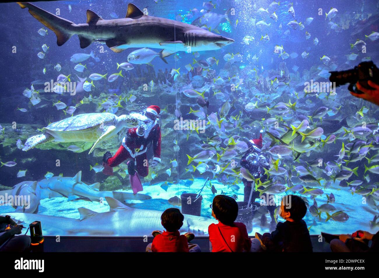 Kuala Lumpur, Malaysia . 23rd Dec, 2020. A scuba diver dressed as Santa Claus feeds a turtle during a performance at Aquaria KLCC aquarium in Kuala Lumpur, Malaysia, Dec. 23, 2020. (Photo by Chong Voon Chung/Xinhua) Credit: Xinhua/Alamy Live News Stock Photo