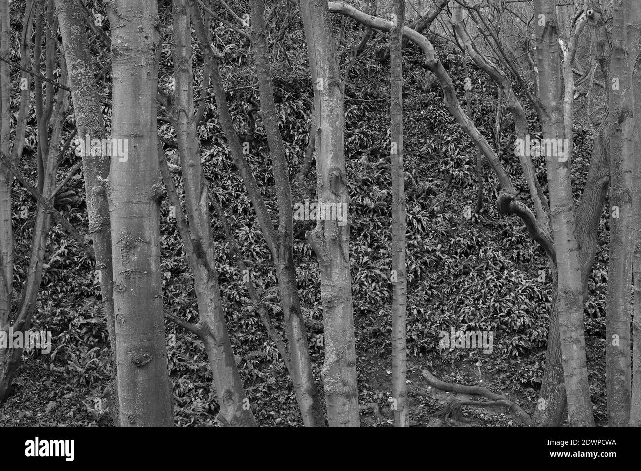Black and white image of woodland in autumn. Stock Photo