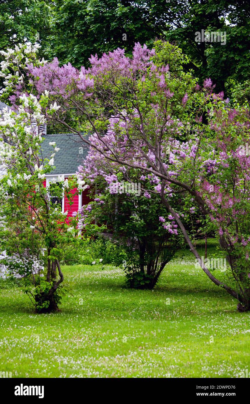 Flowering Lilac Bushes In Full Bloom On Mackinaw Island Stock Photo Alamy