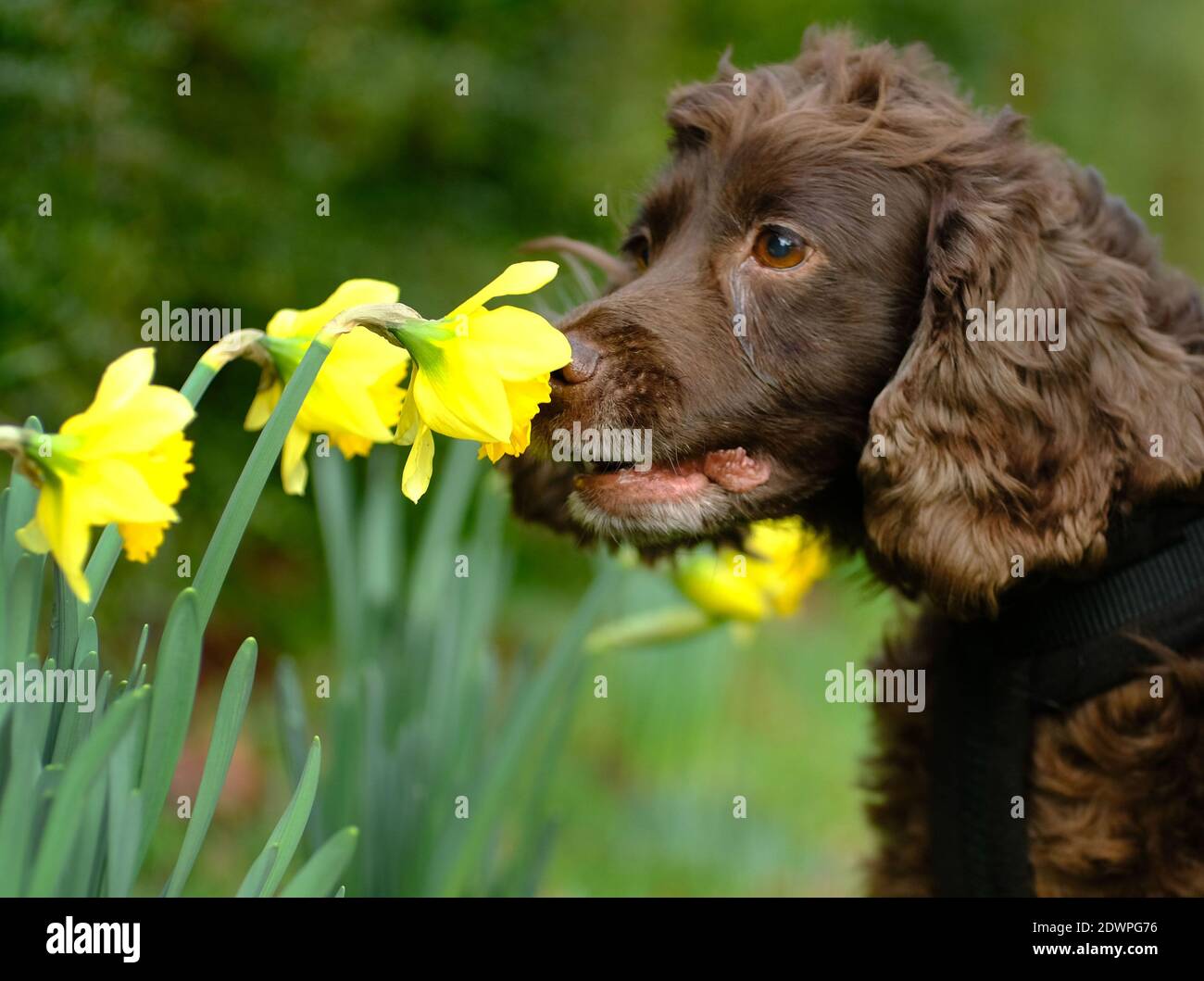 Laughton, East Sussex, UK. 23rd Dec, 2020. Fudge, a cocker spnaiel, sniffing a very early display off daffodils on a roadside in rural East Sussex. Credit: Peter Cripps/Alamy Live News Stock Photo