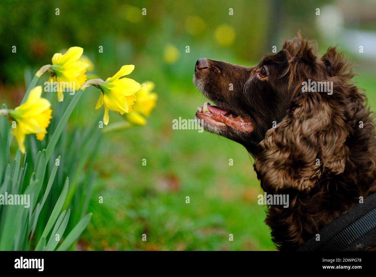 Laughton, East Sussex, UK. 23rd Dec, 2020. Fudge, a cocker spnaiel, sniffing a very early display off daffodils on a roadside in rural East Sussex. Credit: Peter Cripps/Alamy Live News Stock Photo
