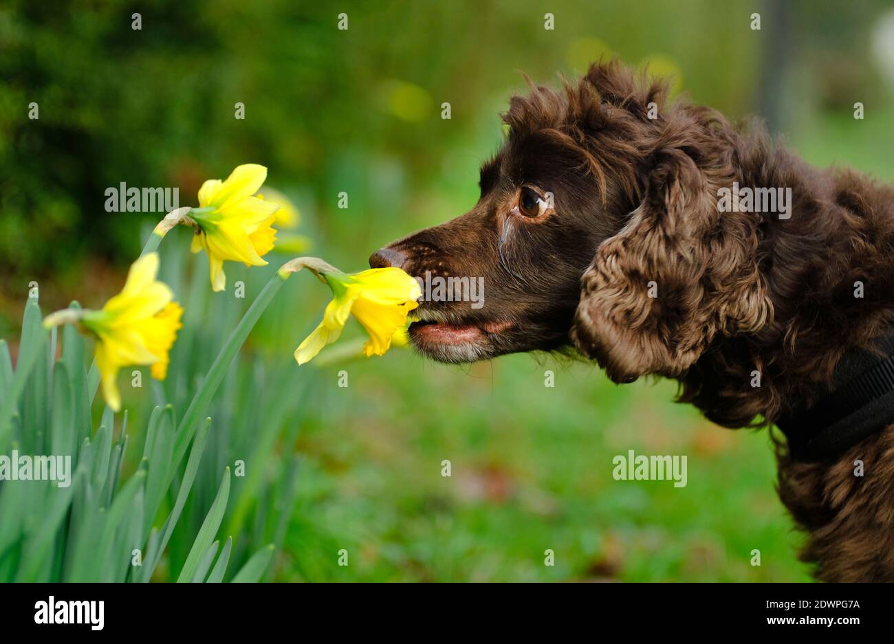 Laughton, East Sussex, UK. 23rd Dec, 2020. Fudge, a cocker spnaiel, sniffing a very early display off daffodils on a roadside in rural East Sussex. Credit: Peter Cripps/Alamy Live News Stock Photo
