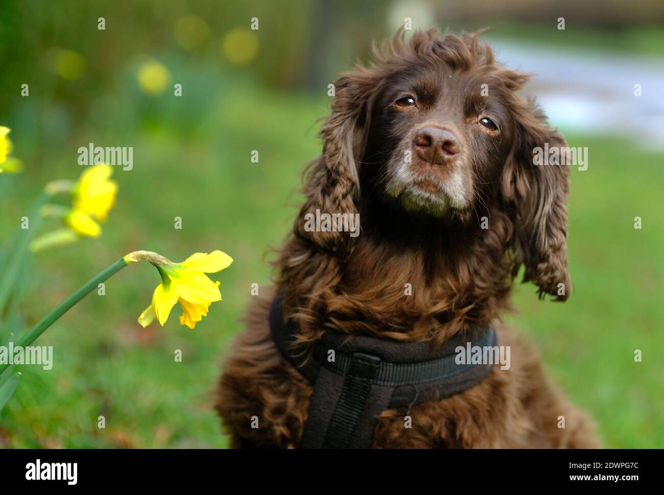 Laughton, East Sussex, UK. 23rd Dec, 2020. Fudge, a cocker spnaiel, sniffing a very early display off daffodils on a roadside in rural East Sussex. Credit: Peter Cripps/Alamy Live News Stock Photo
