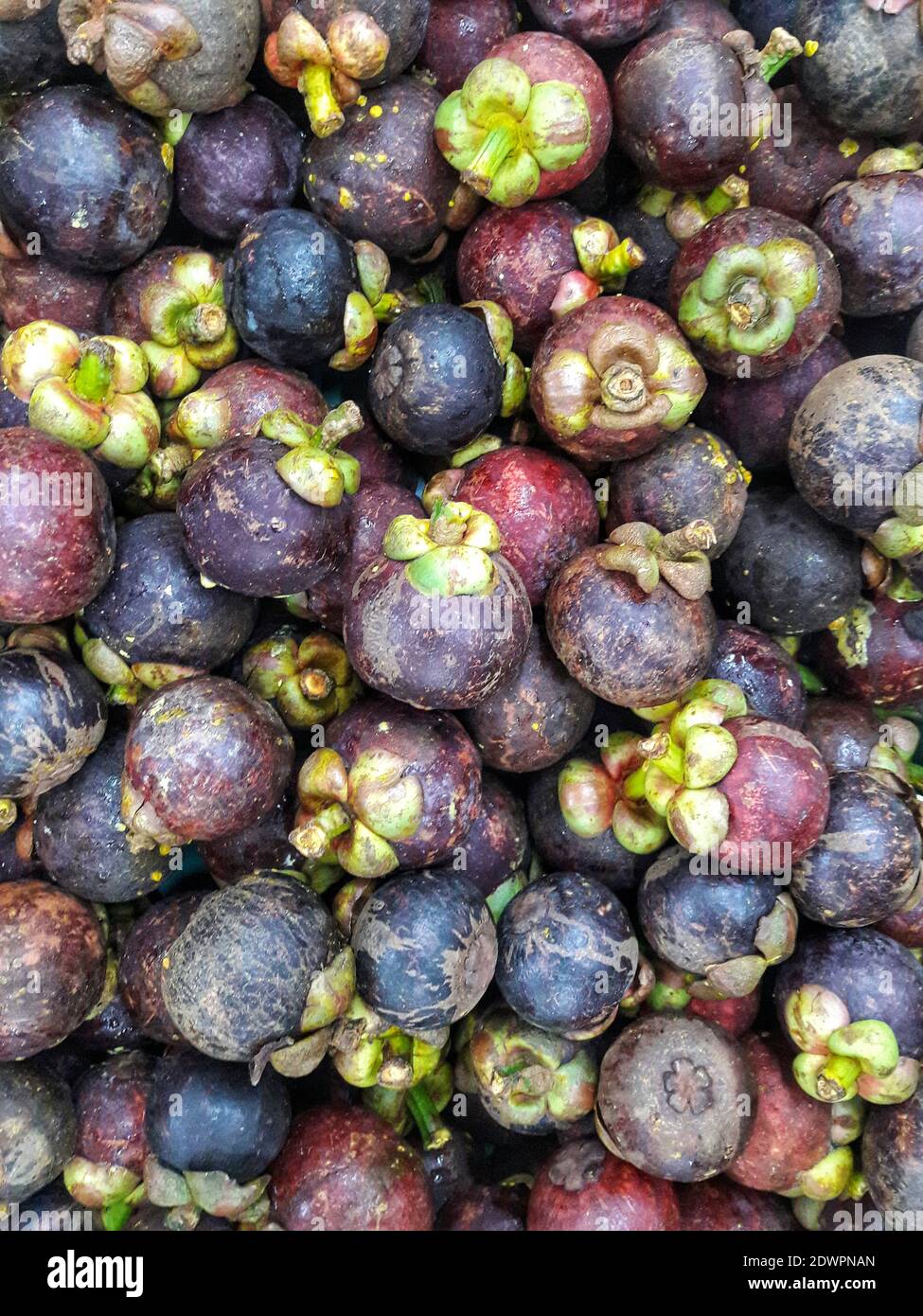 Mangosteen queen of fruit hires stock photography and images Alamy