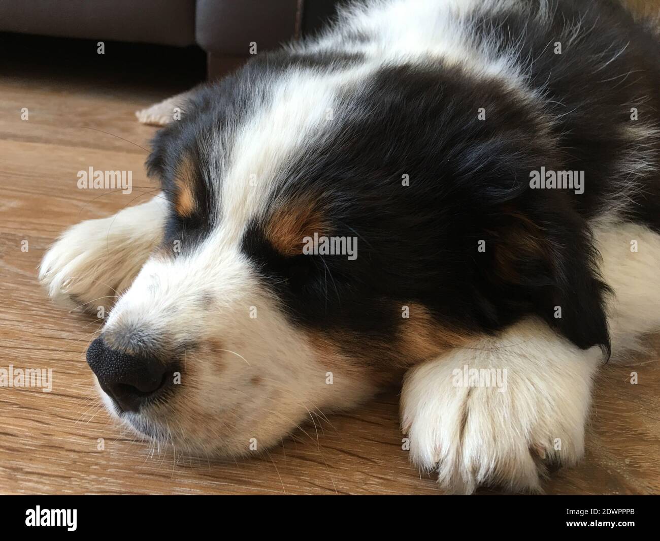 Australian shepherd puppy sleeping hires stock photography and images