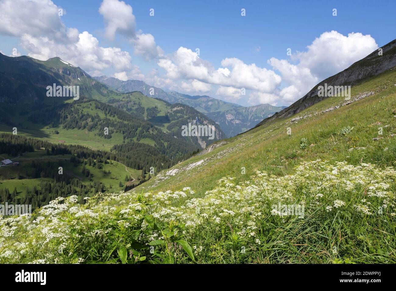 Wandergebiet Kanisfluh im Bregenzerwald, Vorarlberg, Österreich Stock Photo