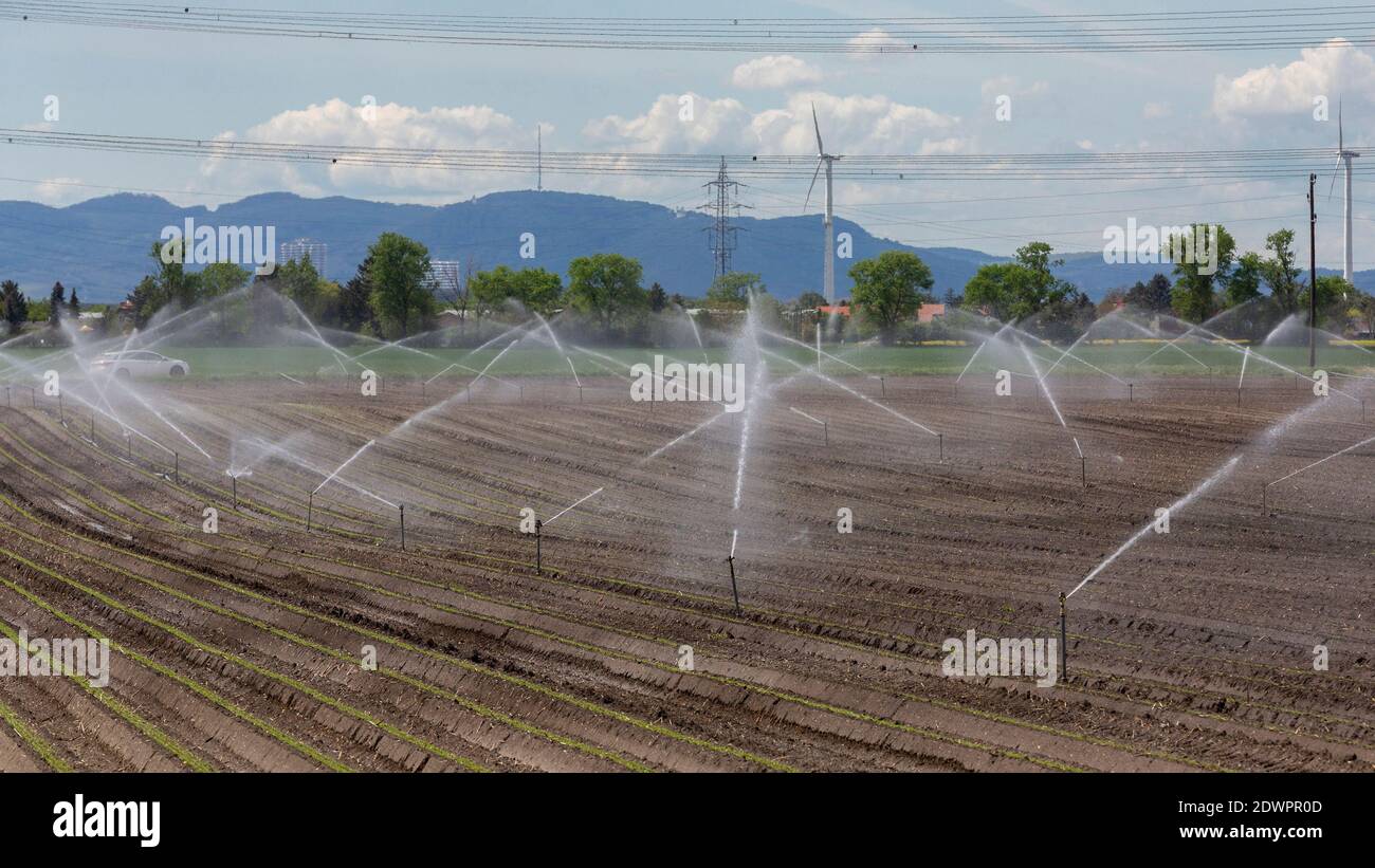 Feldbewässerung Stock Photo