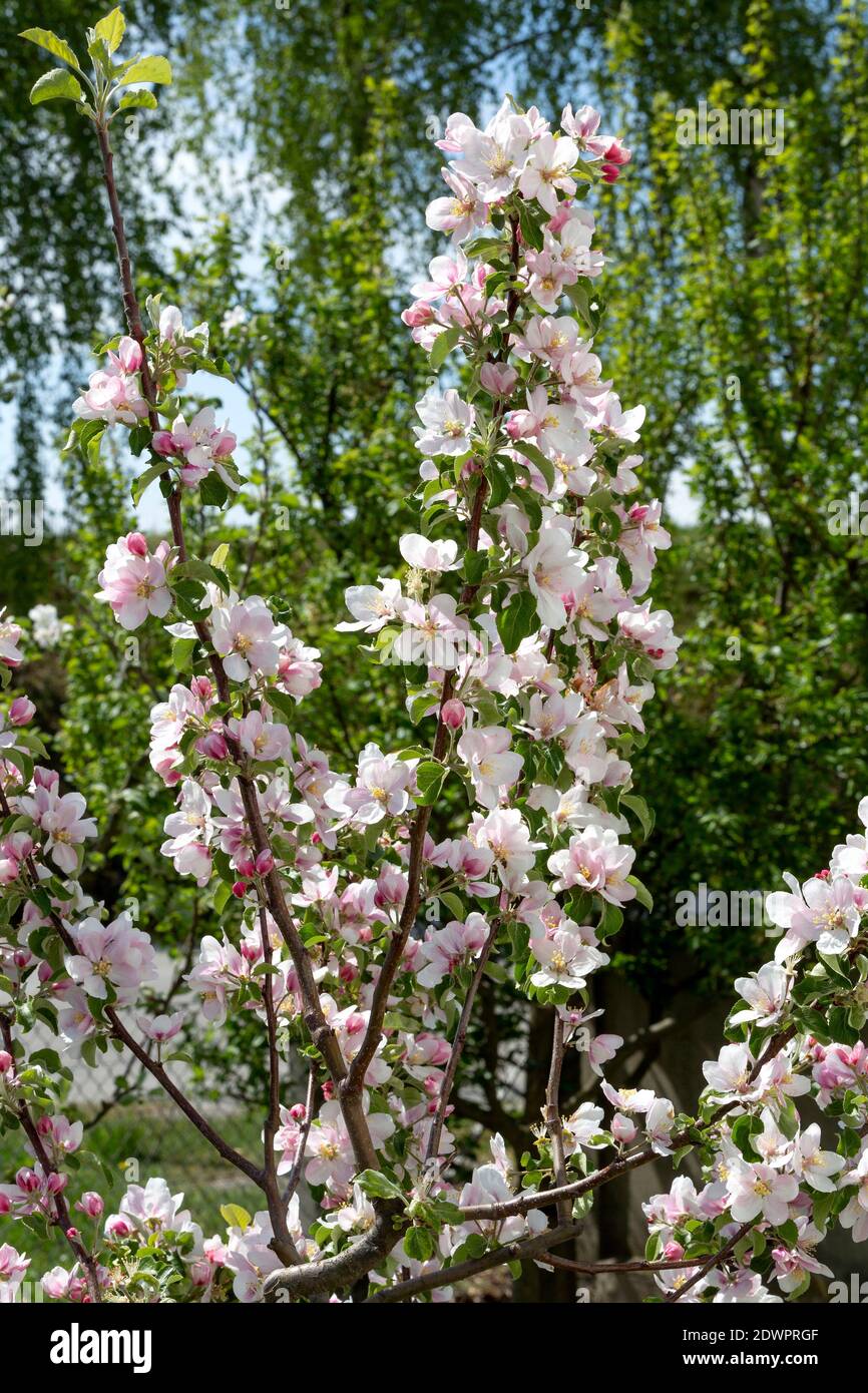 Apfelblüte Stock Photo