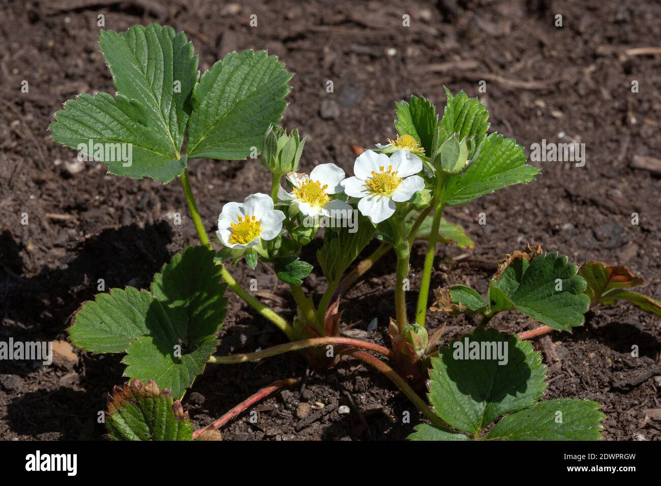Bluhende erdbeerpflanze hires stock photography and images Alamy