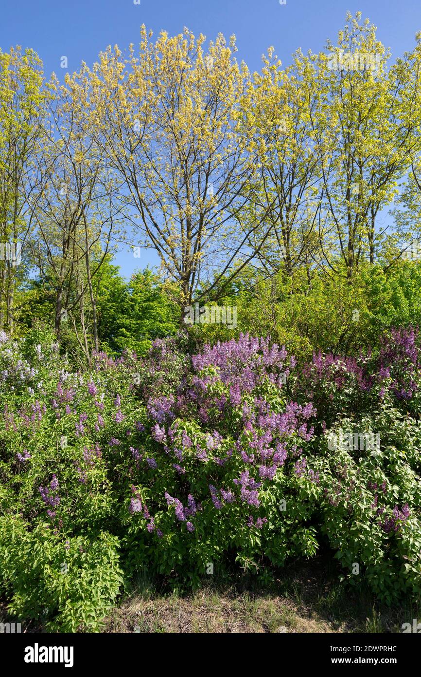 Blühende Fliedersträucher, Windschutzgürtel im Frühling Stock Photo