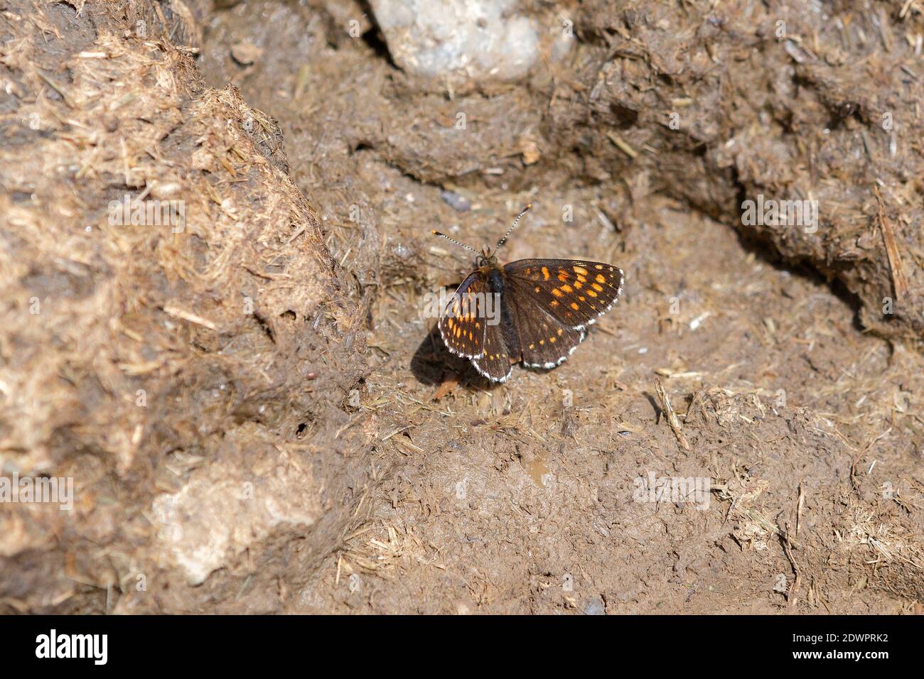 Schlüsselblumen Würfelfalter, Hamearis lucina, Schmetterling Stock Photo