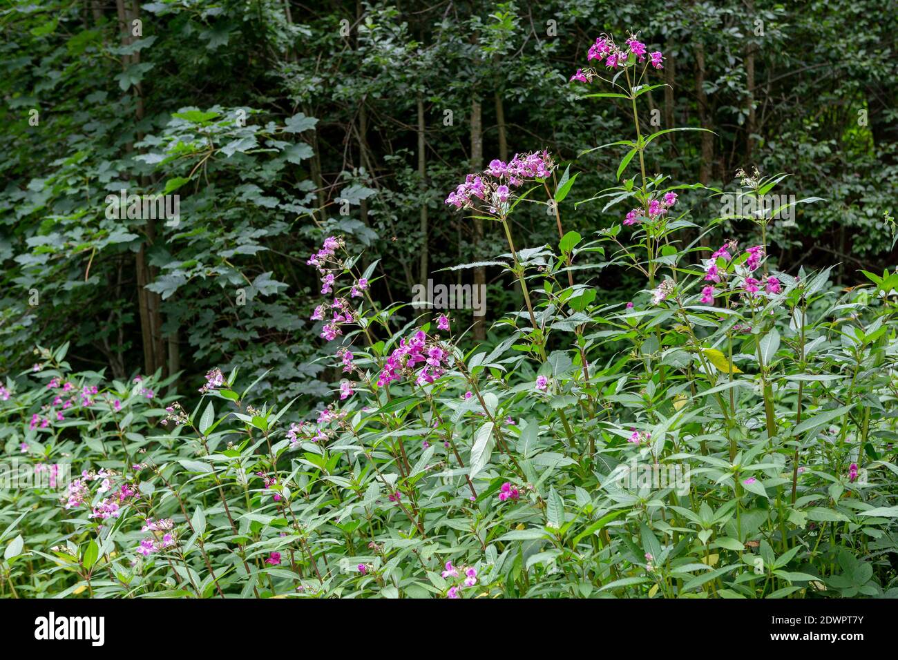 Drüsiges Springkraut, Impatiens glandulifera Stock Photo