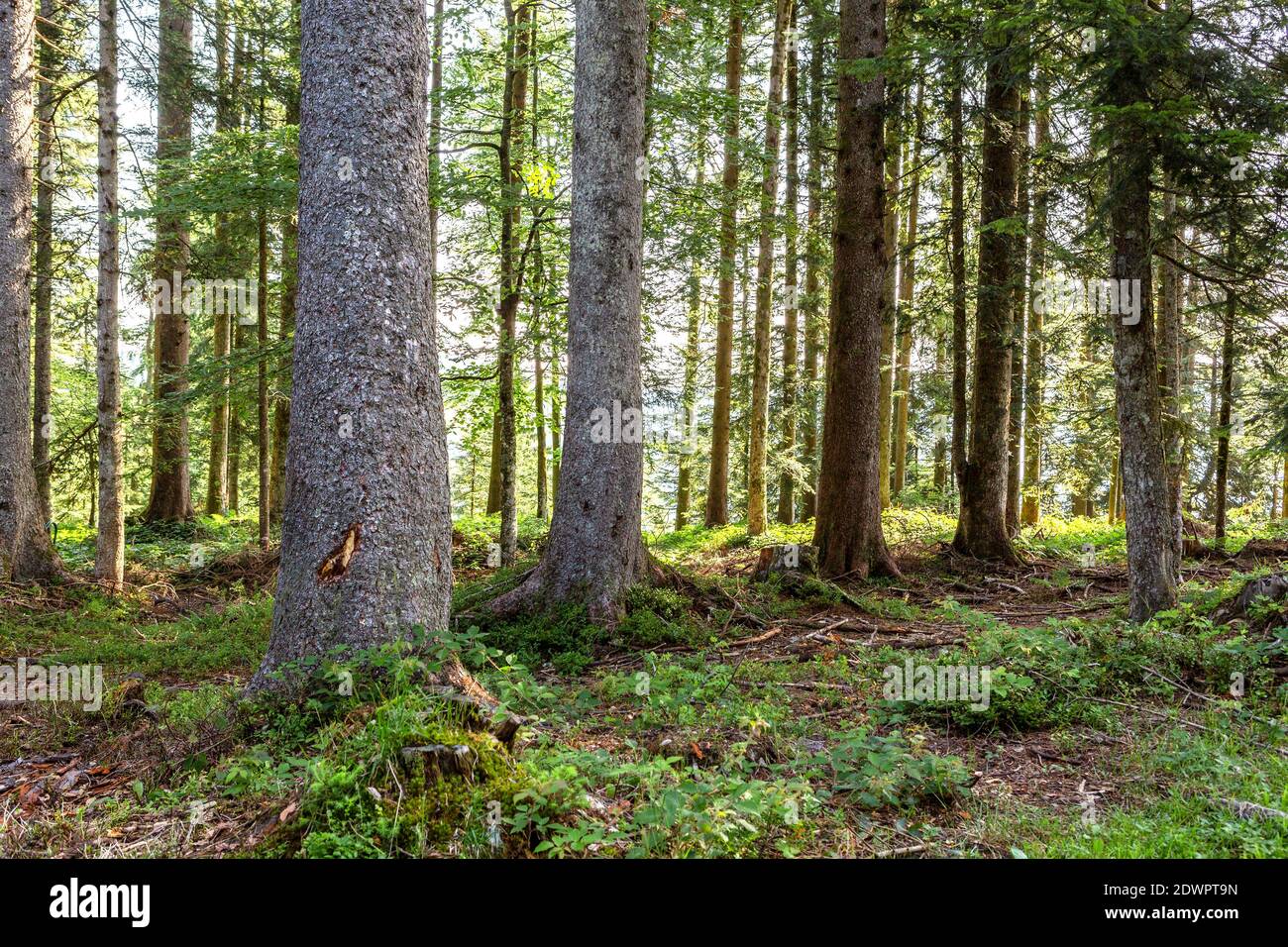 Mischwald im Bregenzerwald, Österreich Stock Photo