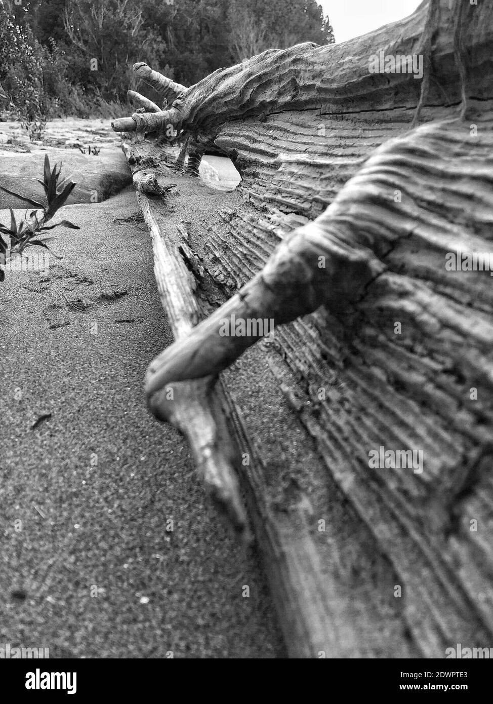 Black and white abstract driftwood hi-res stock photography and images ...