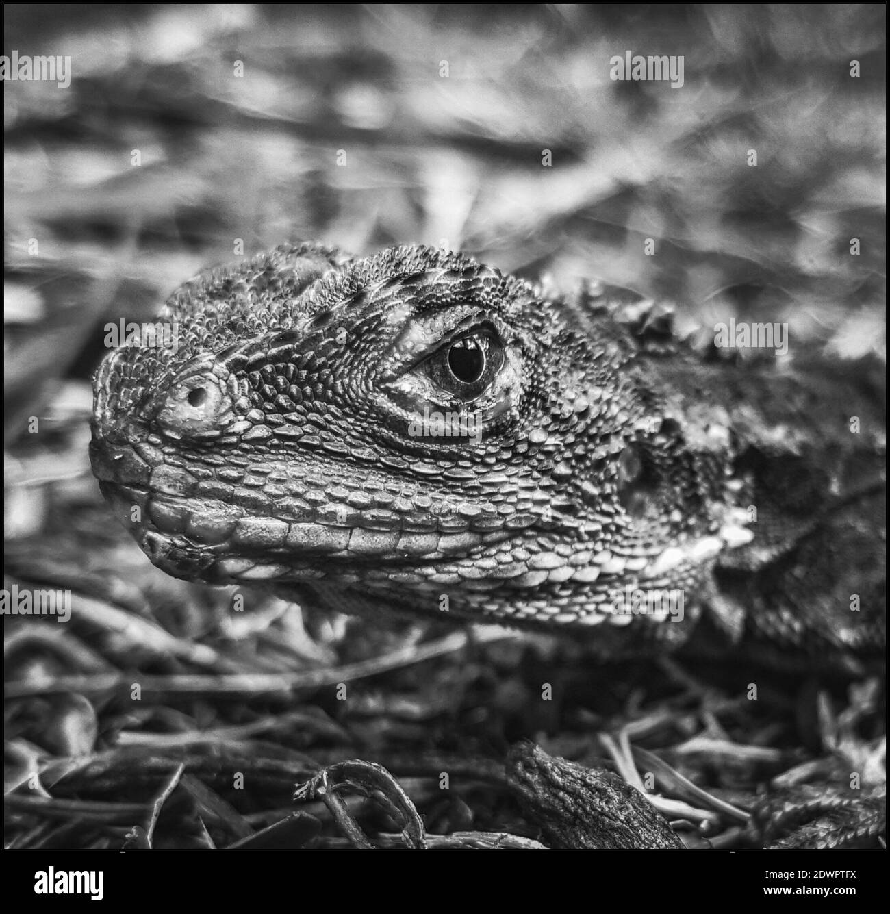 My Image 33
