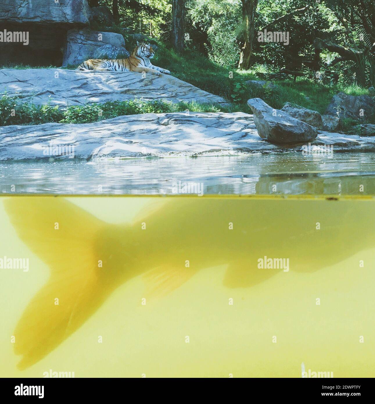 Lake of zurich fish hires stock photography and images Alamy