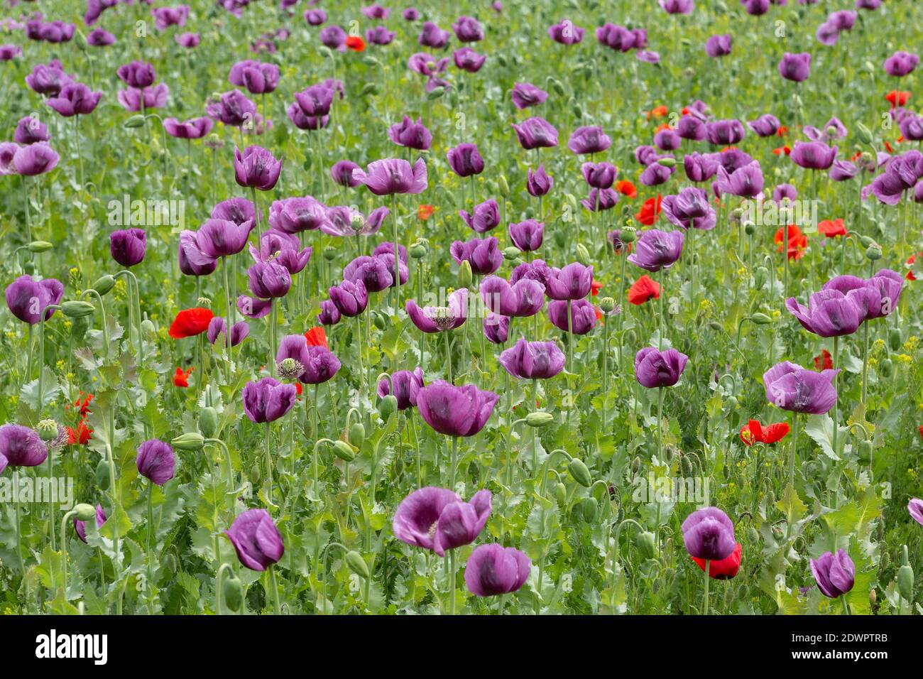 Waldviertler Graumohn, Blüten Stock Photo