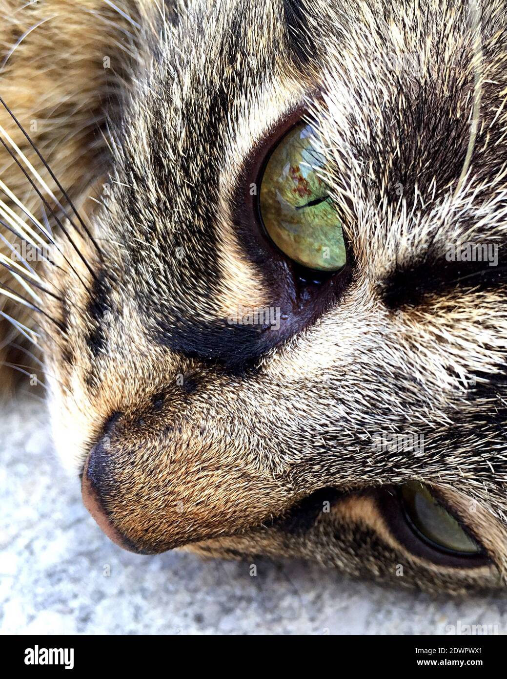 The Cat Is Resting Eyes Open Stock Photo Alamy