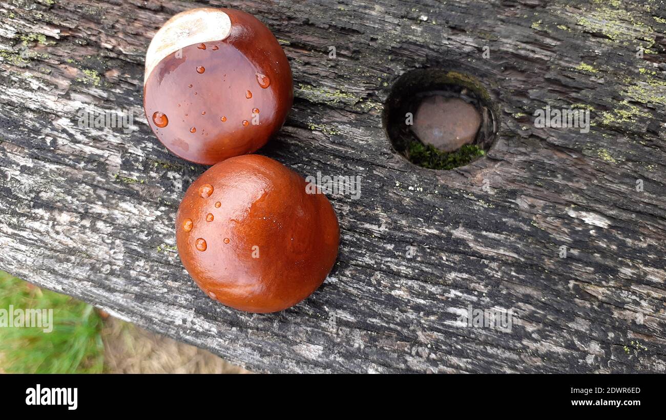 Horse chestnuts Aesculus hippocastanum or conkers after raining laid on a park bench. Smooth shiny chestnut brown surface rounded with flat areas Stock Photo