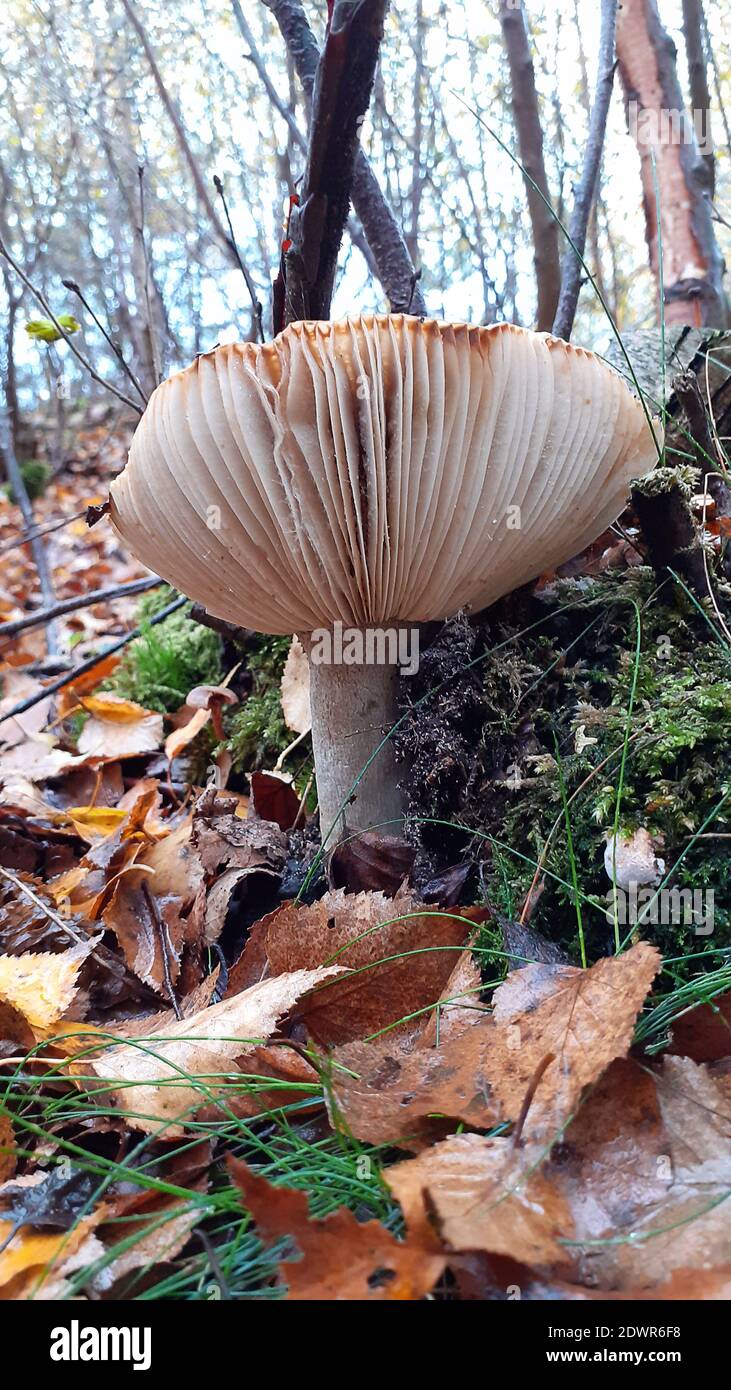 Large gills of fungi eye level side view on steep bank of leafy woodland location in autumn portrait mobile phone format. Fallen leaves in foreground. Stock Photo
