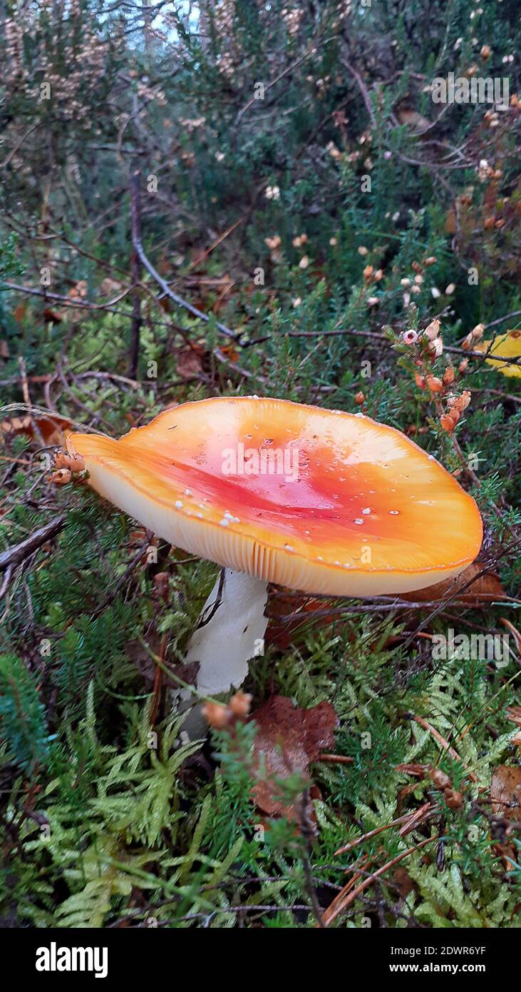 Fungi white stalk stem flat yellow cap with orange  depressed centre holding rain water on open woodland floor in portrait format Stock Photo