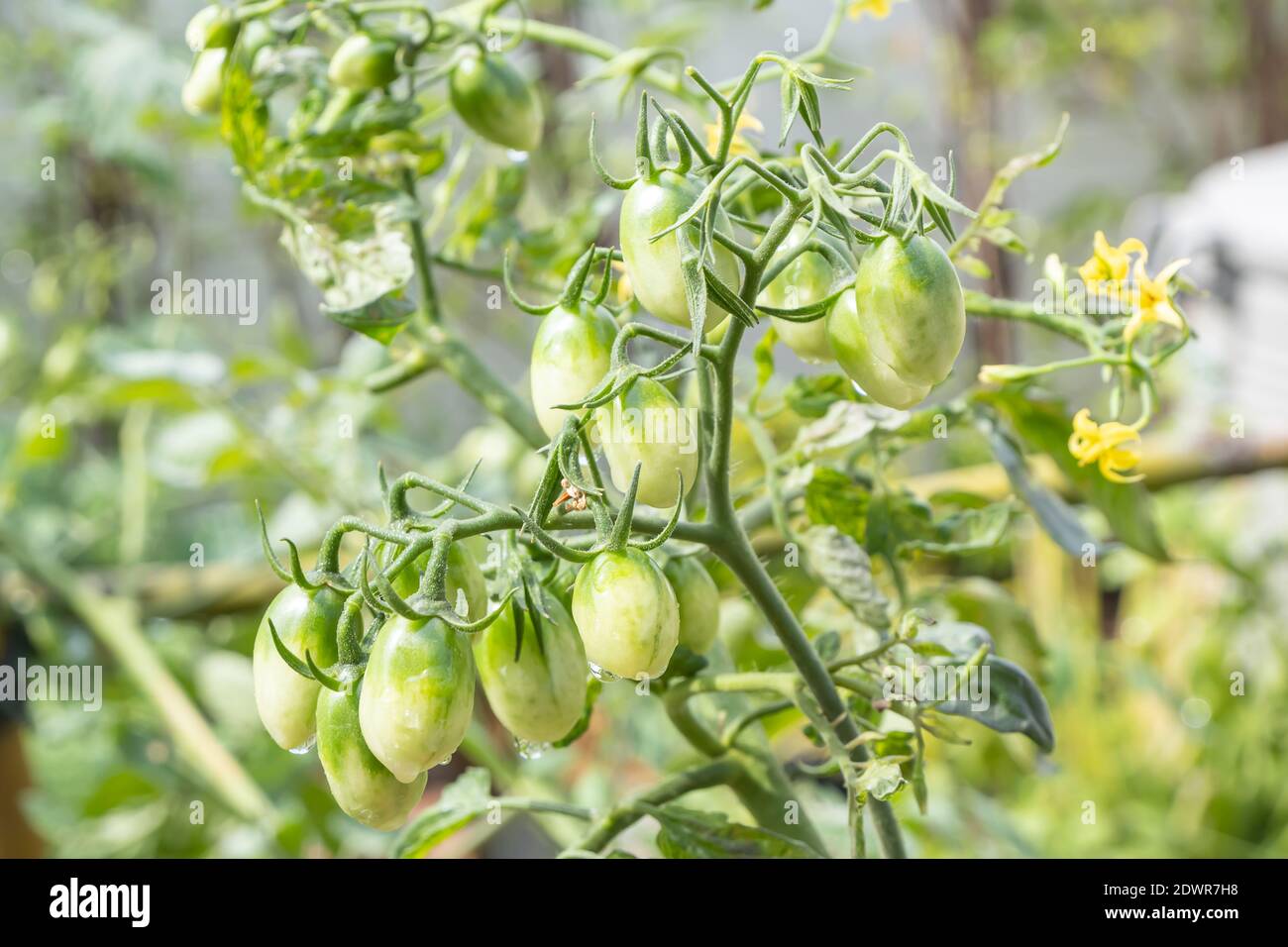 There are many green Cherry tomatoes or Lycopersicon esculentum on the tree. Stock Photo