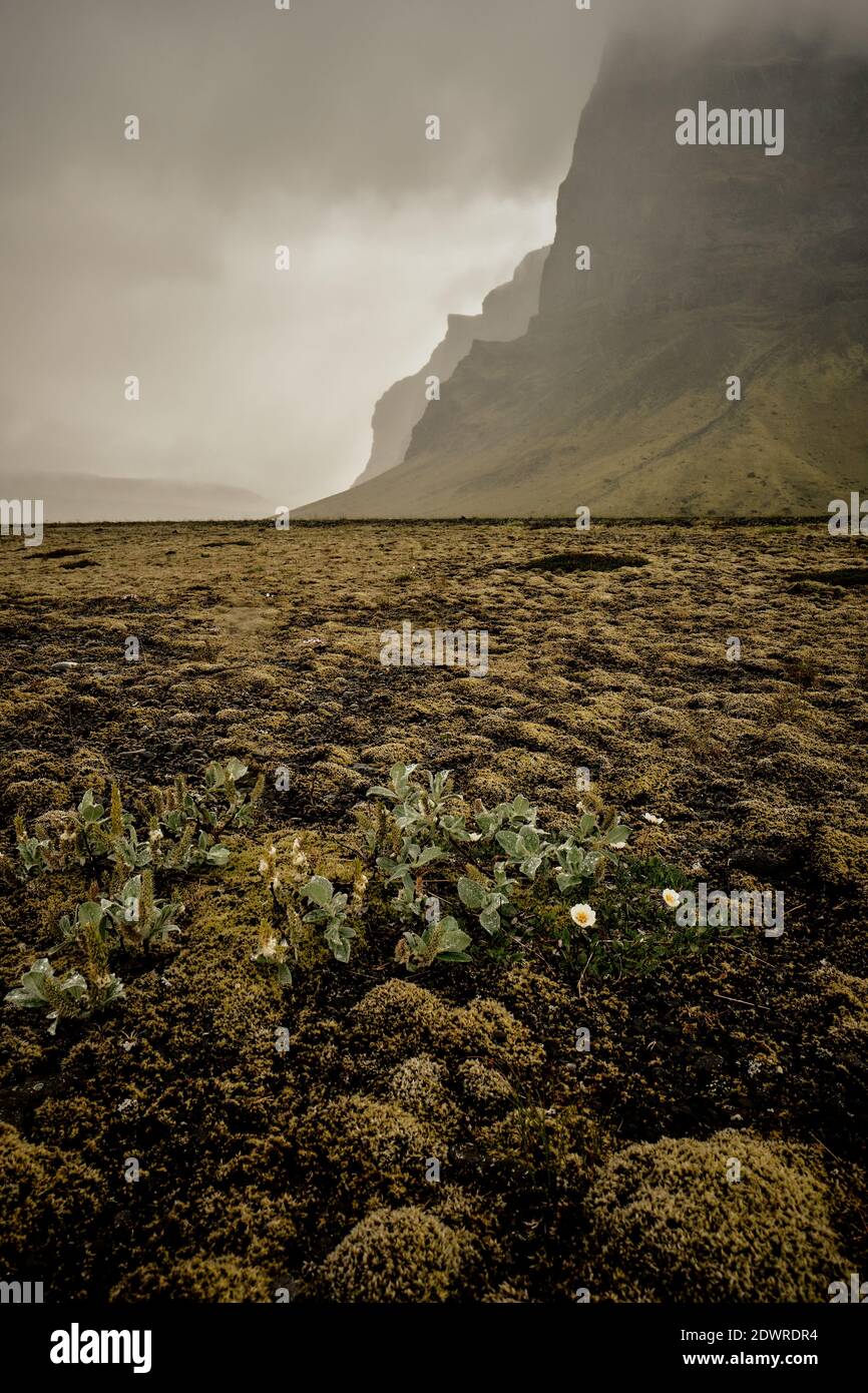 White Mountain Avens 'Dryas Octopetala' and moss covered rocks in the glacial outwash plain landscape of south Iceland - Iceland flora moss landscape Stock Photo