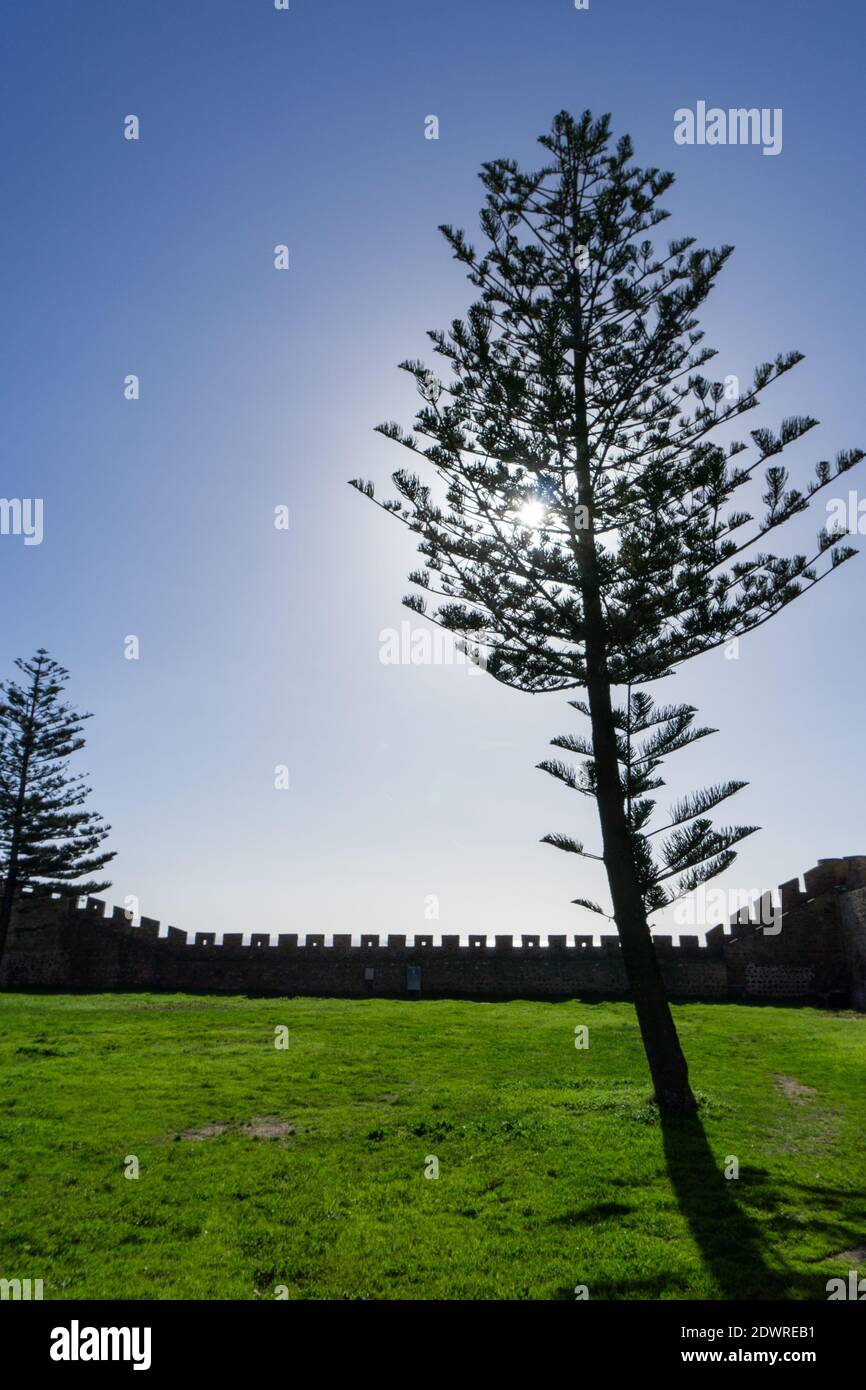 A tree silhouette in sunlight inside castle walls Stock Photo