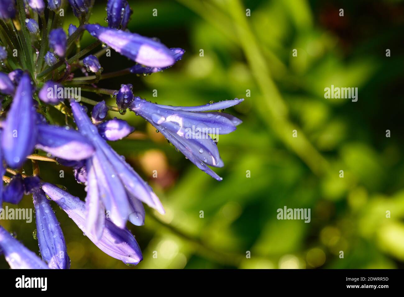 Close-up Of Wet Purple Flowering Plant Stock Photo