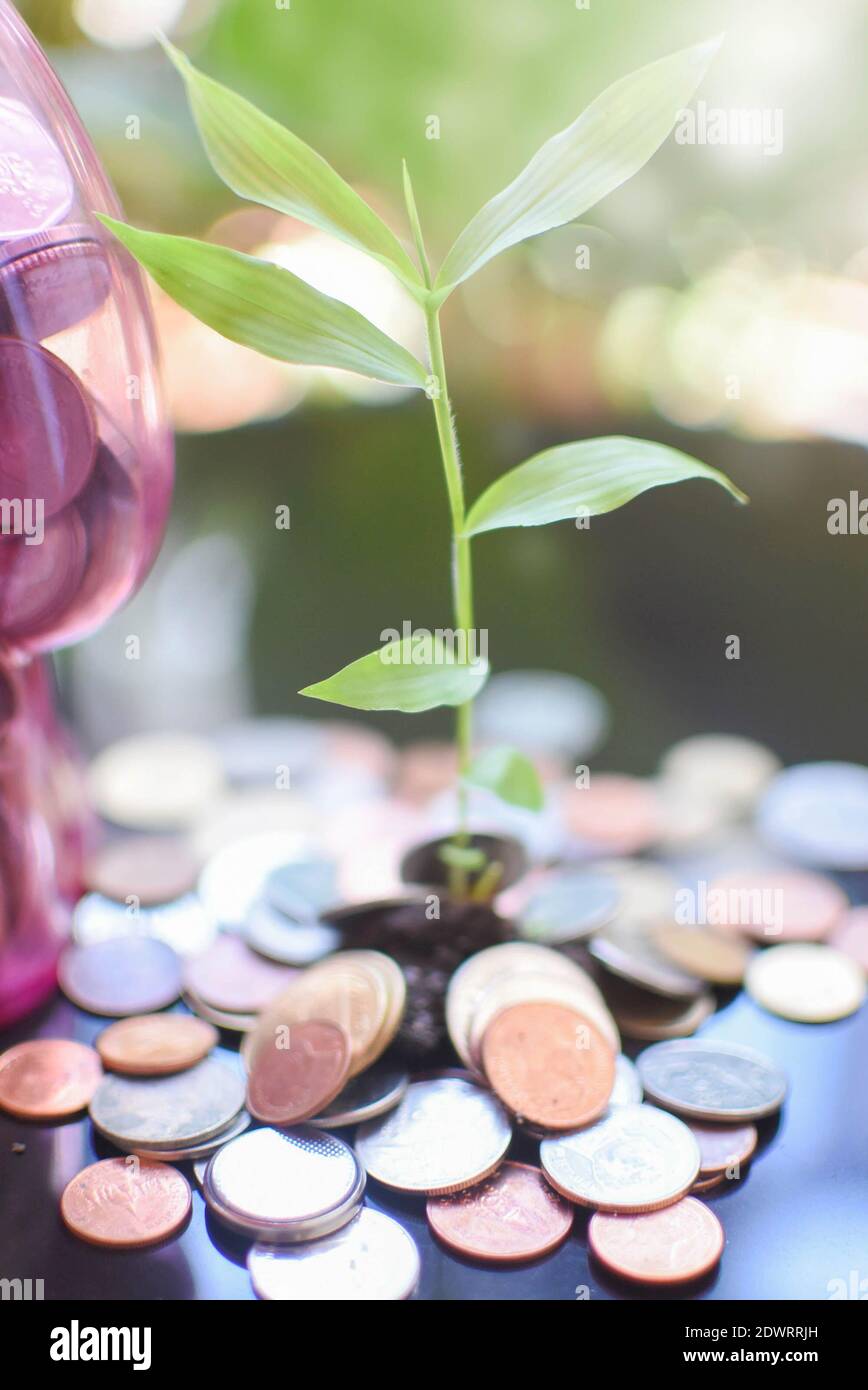 Close-up Of Coins And Seedling Stock Photo